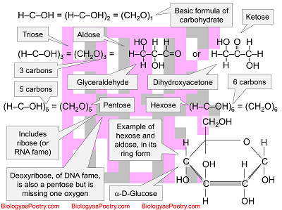 Monosaccharide